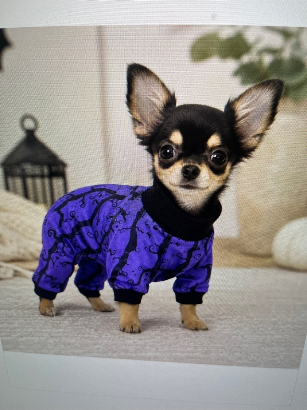 Purple Dog Pajamas with Black Trim - Small Breed Sleepwear